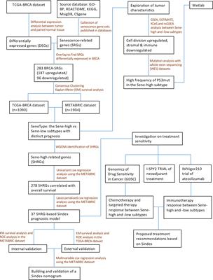 Tumor senescence leads to poor survival and therapeutic resistance in human breast cancer